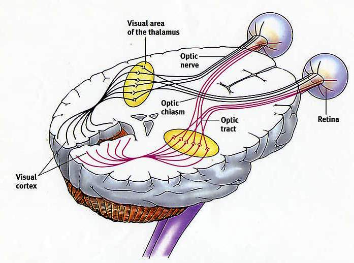 Visual Evoked Potentials – A Different Approach